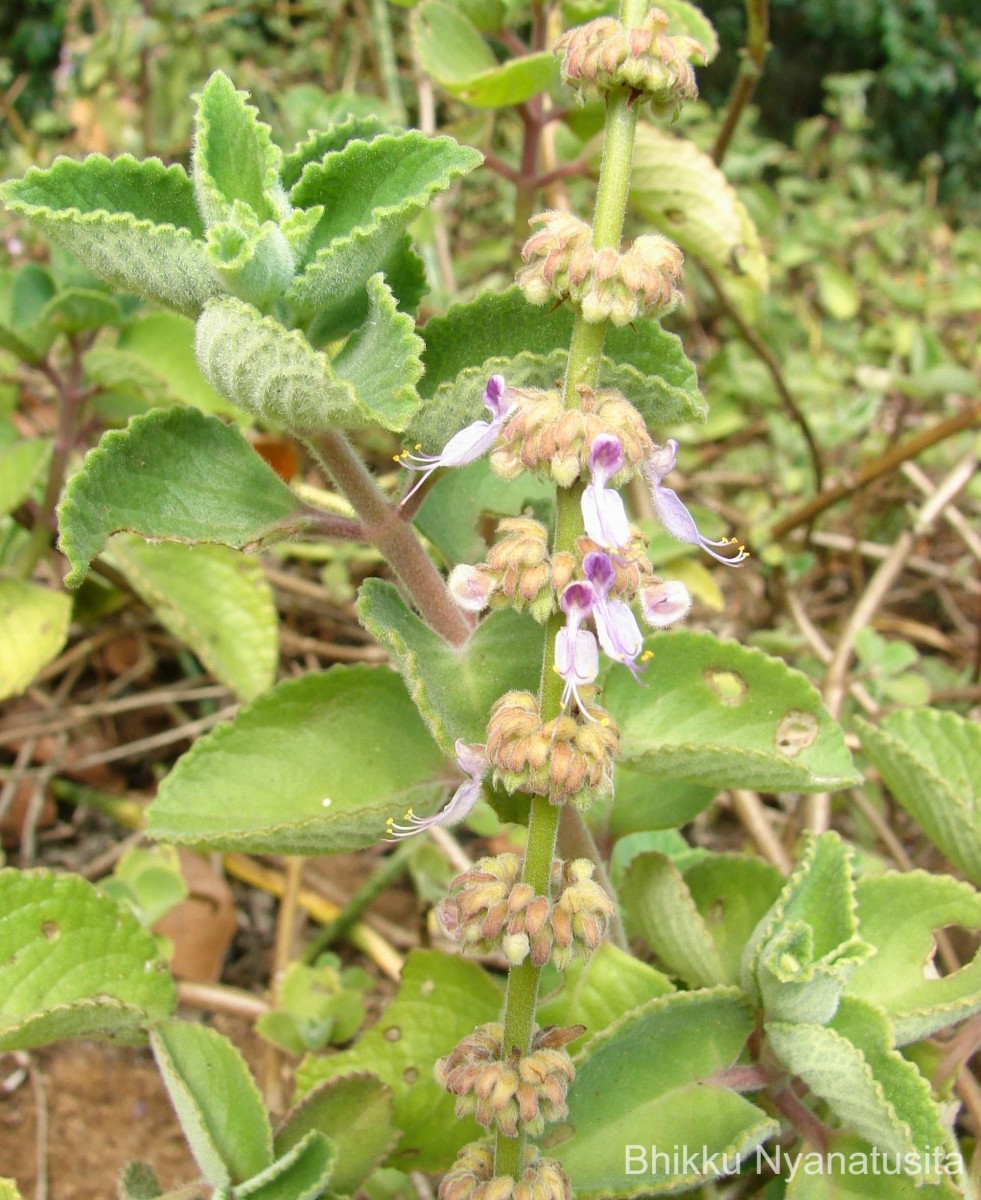 Coleus amboinicus Lour.